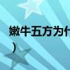 嫩牛五方為什么下架（肯德基嫩牛五方又沒了）