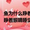 魚為什么睜著眼睛睡覺二年級作文（魚為什么睜著眼睛睡覺）