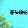 矛頭蝮蛇的毒性有多強（矛頭蝮蛇）