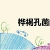樺褐孔菌的功效與作用（樺褐孔菌）