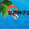 葫蘆種子怎么種植（葫蘆種子怎么種）