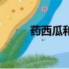 藥西瓜和野西瓜的區別（藥西瓜）