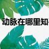 動脈在哪里知乎（動脈在哪里怎么割死的快）