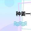種姜一年一畝賺多少錢（種姜）