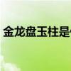 金龍盤玉柱是什么梗（是用玉勢不是用玉柱）
