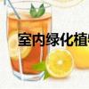 室內綠化植物養護管理（室內綠化植物）