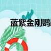 藍紫金剛鸚鵡開放了嗎（藍紫金剛鸚鵡）