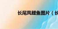 長尾鳳鯉魚圖片(長尾鯪鯉)