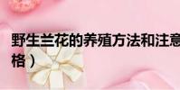 野生蘭花的養殖方法和注意事項(野生蘭花價格)