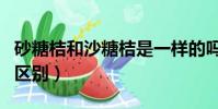 砂糖桔和沙糖桔是一樣的嗎(貢桔和沙糖桔的區別)