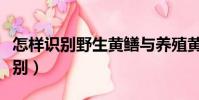 怎樣識別野生黃鱔與養殖黃鱔(黃鱔和蛇的區別)