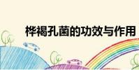 樺褐孔菌的功效與作用(樺褐孔菌)