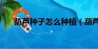葫蘆種子怎么種植(葫蘆種子怎么種)