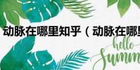 動脈在哪里知乎(動脈在哪里怎么割死的快)