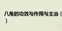 八角的功效與作用與主治(八角的功效與作用)