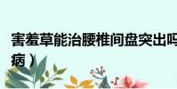 害羞草能治腰椎間盤突出嗎(害羞草能治什么病)