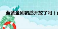 藍紫金剛鸚鵡開放了嗎(藍紫金剛鸚鵡)