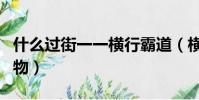 什么過街一一橫行霸道(橫行霸道難糾纏的動物)