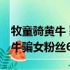 牧童騎黃牛 歌聲振林樾 意欲捕鳴蟬作者（黃牛騙女粉絲6萬）