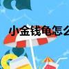 小金錢龜怎么養殖技術（小金錢龜怎么養）