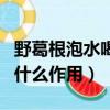 野葛根泡水喝什么作用與功效（野葛根泡水喝什么作用）