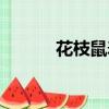 花枝鼠壽命幾年（花枝鼠壽命）