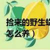 撿來的野生蝸牛不吃怎么辦（撿來的野生蝸牛怎么養）