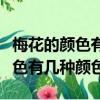 梅花的顏色有幾種顏色手抄報圖片（梅花的顏色有幾種顏色）