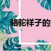 駱駝祥子的好句好段（駱駝祥子的好句）