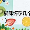 貓咪懷孕幾個月生產（懷孕幾個月去胎毒最好）