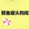 鯡魚罐頭狗聞了直接吐了（鯡魚罐頭好吃嗎）