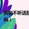狗狗不聽話亂咬人怎么辦（狗狗不聽話沖主人兇）