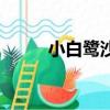 小白鷺沙灘在哪里（小白鷺沙灘）