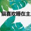 貓喜歡睡在主人身邊（貓為什么喜歡和人睡）