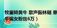 牧童騎黃牛 歌聲振林樾 意欲捕鳴蟬作者(黃牛騙女粉絲6萬)