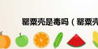 罌粟殼是毒嗎(罌粟殼是毒品嗎)