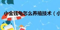 小金錢龜怎么養殖技術(小金錢龜怎么養)