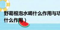 野葛根泡水喝什么作用與功效(野葛根泡水喝什么作用)