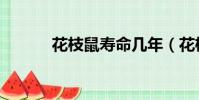 花枝鼠壽命幾年(花枝鼠壽命)