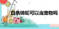 白條錦蛇可以當寵物嗎(白條錦蛇)