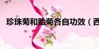珍珠菊和胎菊各自功效(西安警車被貼條)