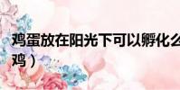 雞蛋放在陽光下可以孵化么(雞蛋放陽臺孵出雞)