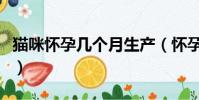 貓咪懷孕幾個月生產(懷孕幾個月去胎毒最好)