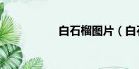 白石榴圖片(白石榴)