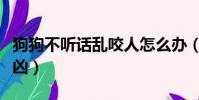 狗狗不聽話亂咬人怎么辦(狗狗不聽話沖主人兇)