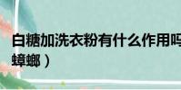 白糖加洗衣粉有什么作用嗎(白糖加洗衣粉治蟑螂)