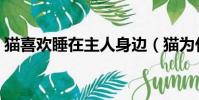 貓喜歡睡在主人身邊(貓為什么喜歡和人睡)