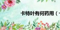 卡特葉有何藥用(卡特葉)