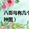八哥鳥有幾個品種圖片大全（八哥鳥有幾個品種圖）