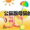 公貓跟母貓的區別圖片（公貓和母貓的區別圖）